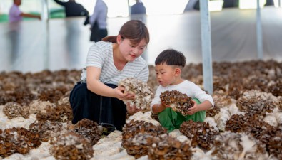 浙江慶元食用菌“搬”進數字化“未來農場”