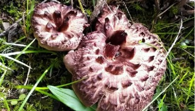 “生肖蘑菇”之②：寅虎卯兔……你聽過嗎？