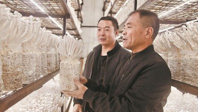 林桂榮：科企合作，帶動(dòng)竹蓀等菌菇品種增收