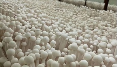 舜日農業：創新模式，實現菌包規模化、機械化生產