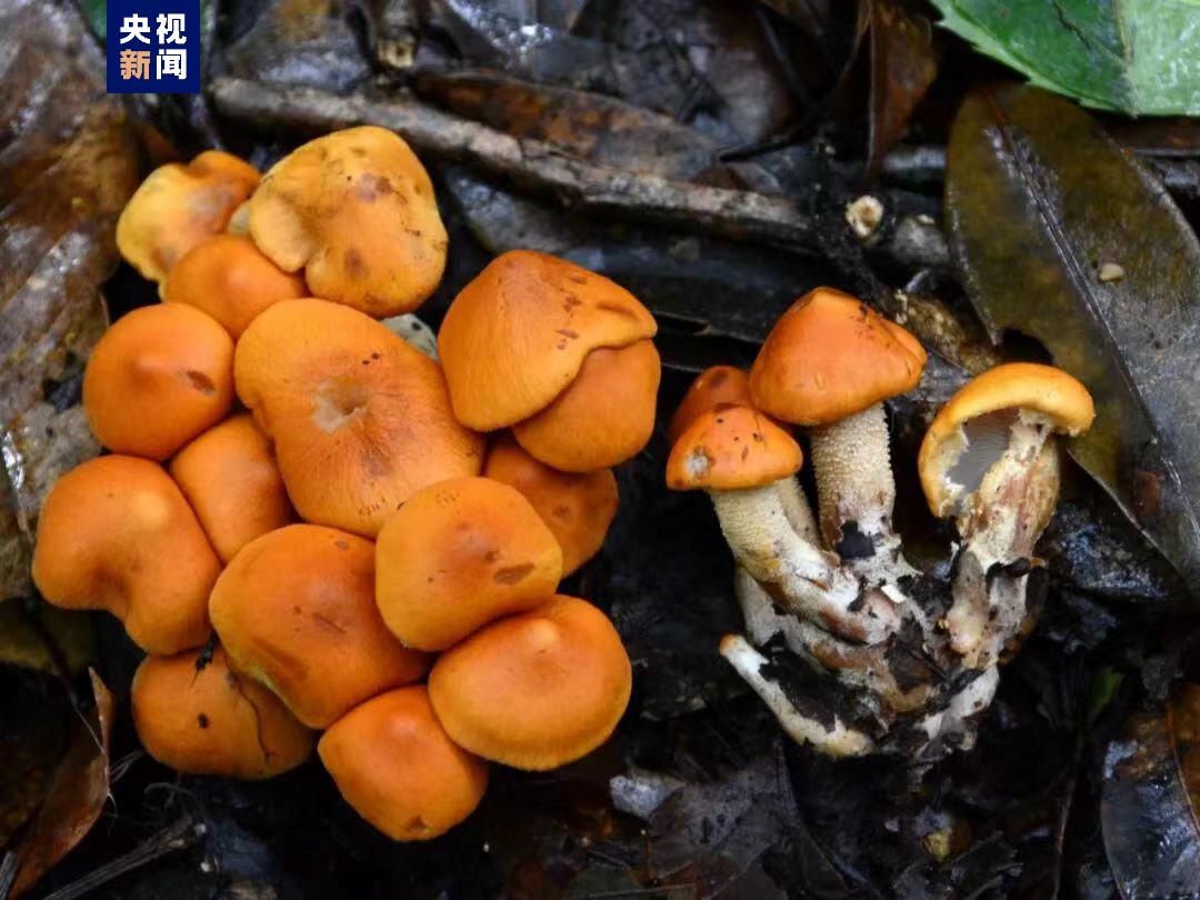 云南發現大型真菌新物種