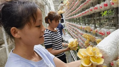 廣西蒙山縣：六洛村食用菌示范園撐起致富傘