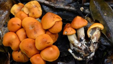 云南發現大型真菌新物種，定名為“永平囊皮傘”