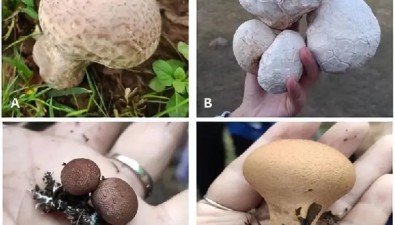 “生肖蘑菇”之④：午馬未羊……您聽過嗎？