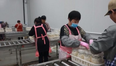 山東臨沭：食用菌智慧規(guī)模化種植項(xiàng)目6個(gè)月建成投產(chǎn)