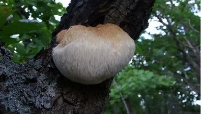 “生肖蘑菇”之⑤：申猴酉雞……你聽過嗎？?