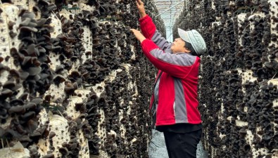 紅光農場皓月食用菌合作社：木耳迎來頭茬采摘季