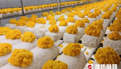 山東濰坊：蘑菇“住”方艙 提產(chǎn)又增質(zhì)