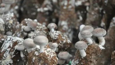 高溫來襲，對香菇生長不利，易誘發(fā)病害