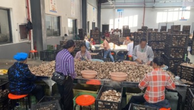 貴州安龍縣食用菌俏銷國內外市場