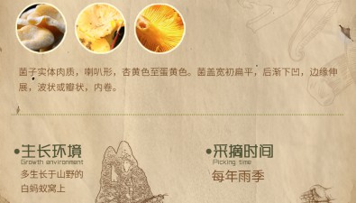 雞油菌：色黃如雞油 顏值高味道美