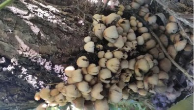 “生肖蘑菇”之⑥：戌狗亥豬……你聽過嗎？?