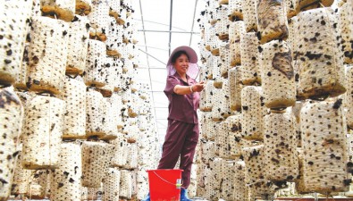 山西垣曲縣：食用菌專業(yè)鎮(zhèn)建起食用菌生產(chǎn)基地14個(gè)