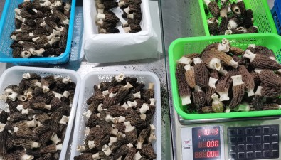 云南迪慶州：1-4月食用菌出口創匯329萬元