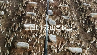 山東聊城：高產型六妹羊肚菌新菌株“菌勝D152”被成功選育