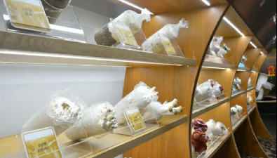 臺灣地區(qū)首座菇類博物館，你了解嗎？