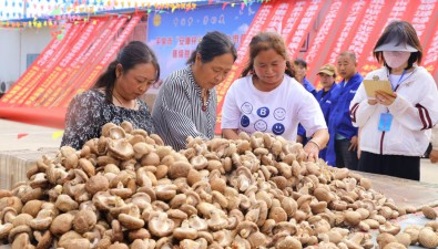 河北平泉：食用菌产业年吸纳12万人再就业