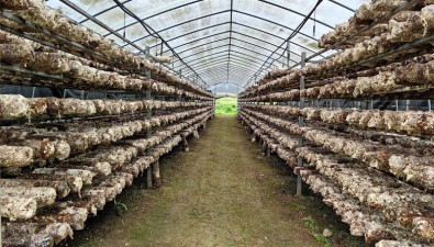 貴州開陽縣久場村食用菌基地：預計生產60萬棒香菇