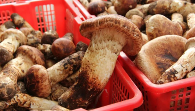 云南省提出7方面重點(diǎn)任務(wù)，打造全國(guó)一流食用菌科研創(chuàng)新平臺(tái)