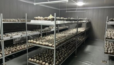 內蒙古杭錦旗：為食用菌基地無償提供2000多袋優質菌種