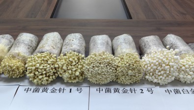 云南3個擁有自主知識產權的金針菇工廠化新品種通過鑒定
