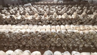 中国食用菌行业技术环境分析​​