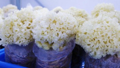 陕西商洛：商州区优化食用菌扶持政策