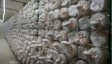 重慶永川：新菌規(guī)模化試種成功