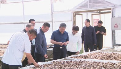 寧夏隆德縣：菌菇產業發展有良好發展潛力和市場前景
