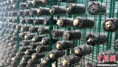 “菌中之冠”銀耳，在西藏拉薩首次試種成功