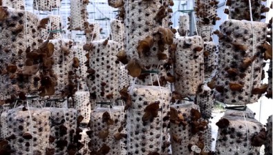 西藏高原食用菌基地：木耳陸續進入采摘期