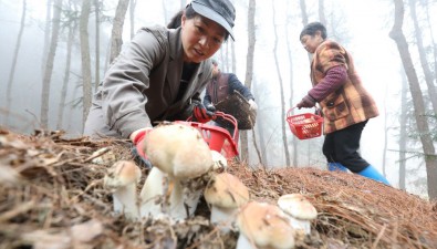 重慶食用菌自給率僅55%左右，市場需求空間大