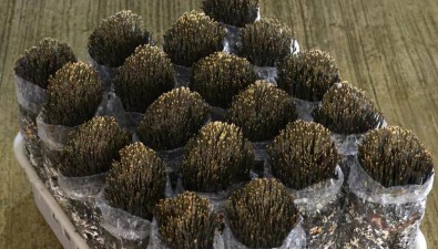 重大突破！成都金堂成功馴化藥用菌新品種