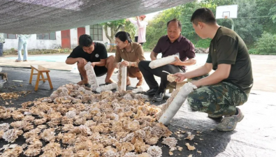 云南河口县：珍稀食药兼用菌助农探索致富新路径