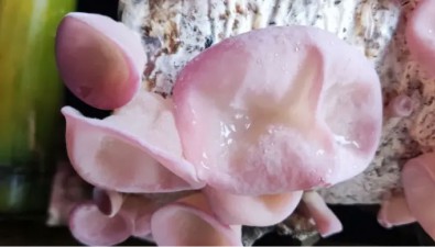 四川平昌县：成功驯化栽培粉木耳 喜获丰收