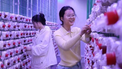 江苏滨海县食用菌综合研究开发生产示范基地日产珍稀食用菌10000斤