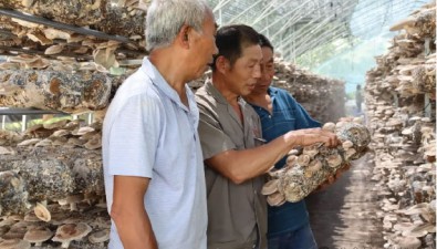 楊勝江：種植6個大棚香菇，年收入40多萬元