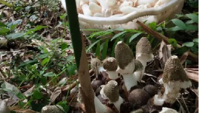 四川敘永縣：立足優勢，走好“林菌”路
