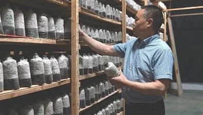 康源生物：生产黑木耳原种约7万包，能实现约8000万段菌棒发菌