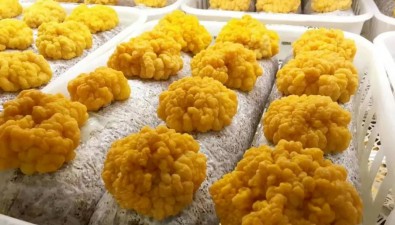 云南昆明：开发工厂化金耳专利栽培技术 实现规模化量产