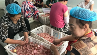 高效益！這朵粉木耳如何搶占先機？