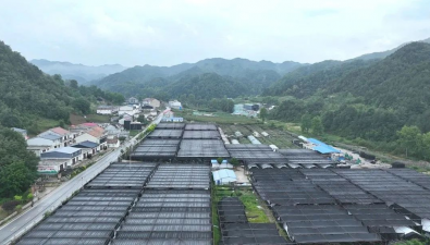 陜西藍田縣：藍橋鎮第一茬香菇已產12萬斤