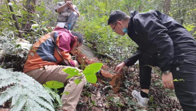蘇州首次農業微生物（食用菌）種質資源普查初見成果