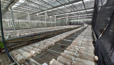 长春农博园新建现代菌物示范区，种植30多种珍稀菌