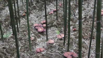 四川敘永縣：持續發力，繪好“林菌”圖