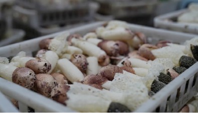 廣西貴港市港北區：智能菇房種竹蓀，質優價高供不應求