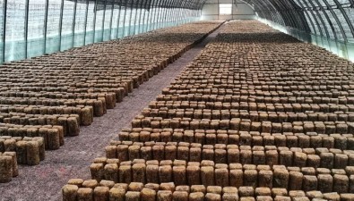 盛态源食用菌基地：引进种植6万段桑黄菌，10月可出菇