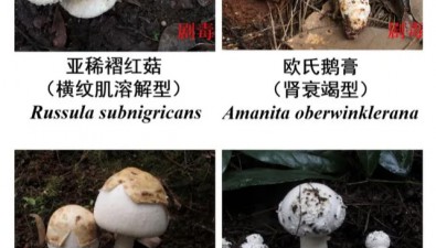 一家4口中毒1人身亡，元兇鵝膏菌有多毒？