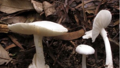 毒蘑菇界頭號殺手：致命鵝膏