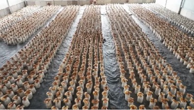 廣西貴港：港北區(qū)永福村四方聯(lián)動(dòng)，打造食用菌產(chǎn)業(yè)鏈